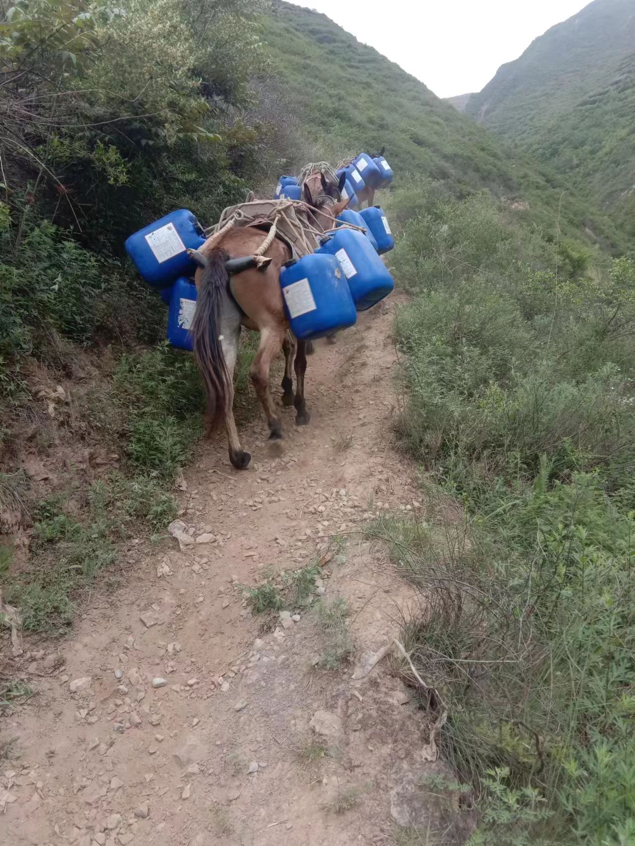 山区马队运输